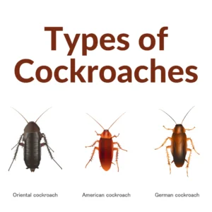 cockroach control in parklands, bed bugs control in parklands,snakes control in parklands, ants control in parklands,fleas control in parklands, fumigation services in Parklands, pest control services in Parklands, pest exterminators in Parklands, pest management companies in Parklands, rodent control services in Parklands, termite control services in Parklands, bed bug extermination services in Parklands, insect control services in Parklands, residential pest control services in Parklands, commercial pest control services in Parklands, Parklands pest control companies, professional pest control services in Parklands, eco-friendly pest control services in Parklands, reliable pest control services in Parklands, effective pest control solutions in Parklands, pest inspection services in Parklands, pest prevention services in Parklands, Parklands fumigation companies, professional fumigation services in Parklands, certified fumigation services in Parklands, structural fumigation services in Parklands, Parklands fumigation and pest control services